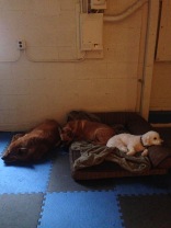 Flossie, Molly and Teddy